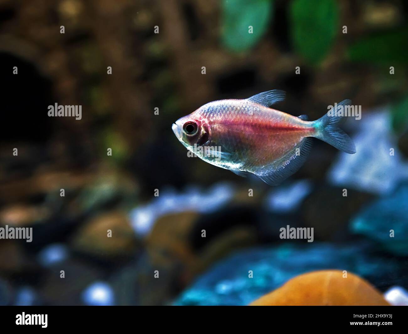Freshwater Barb or Glass Fish Stock Photo