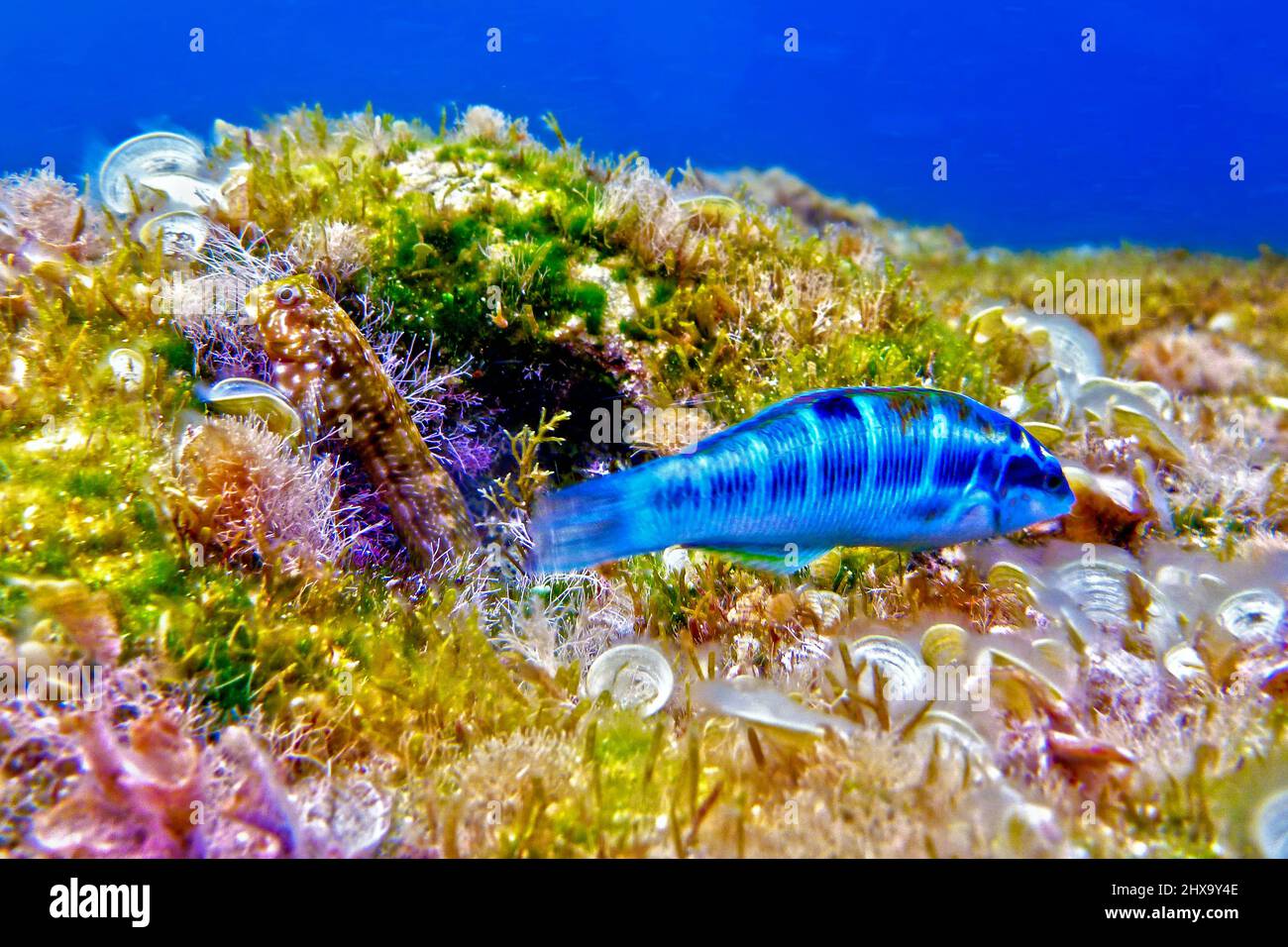 Blue Peacock Wrasse and Blenny macro detail Stock Photo