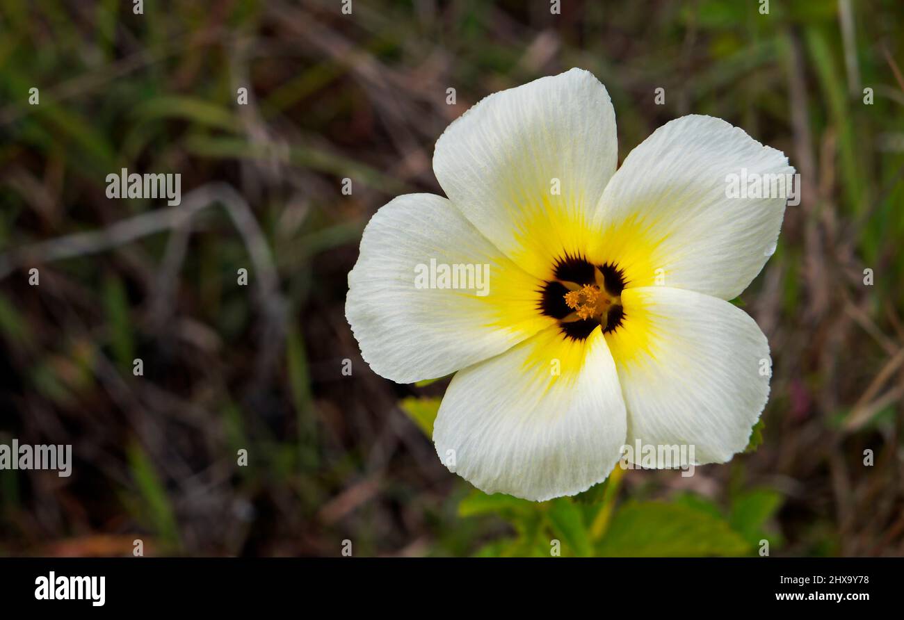 White buttercup or sulphur alder flower (Turnera subulata) Stock Photo