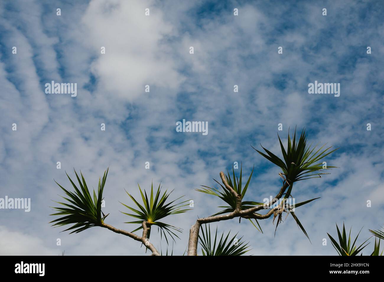 Blue sky with minimalist tropical plant Stock Photo - Alamy