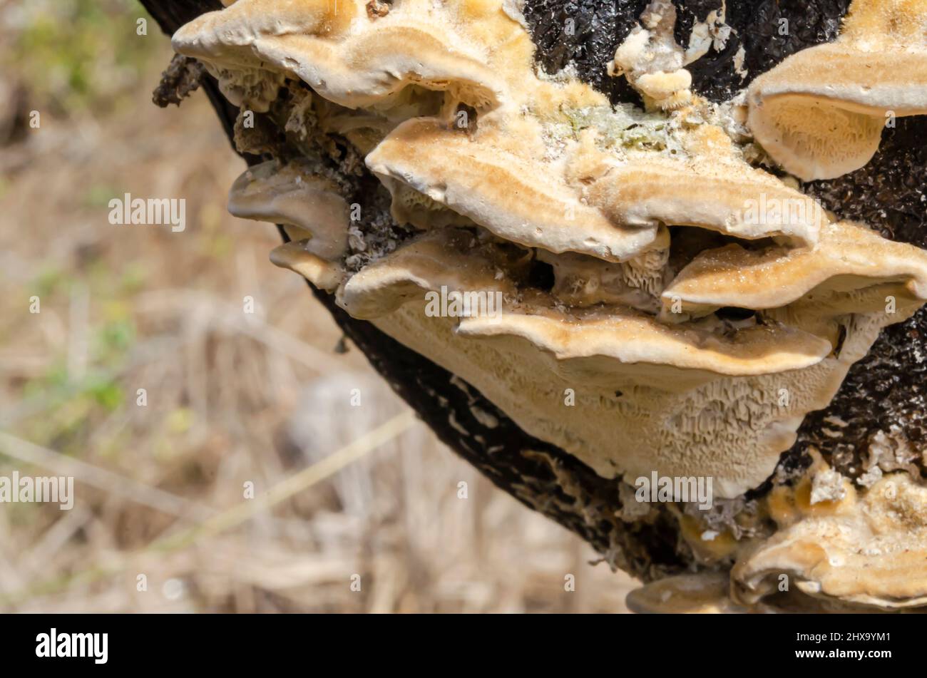 Conk ganoderma applanatum fungus hi-res stock photography and images ...