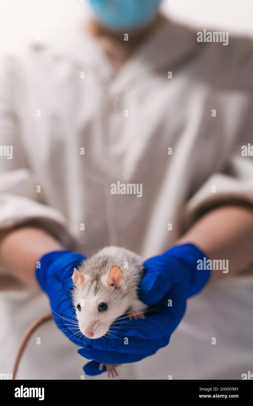 Rat in the hands of a scientist in the lab Stock Photo