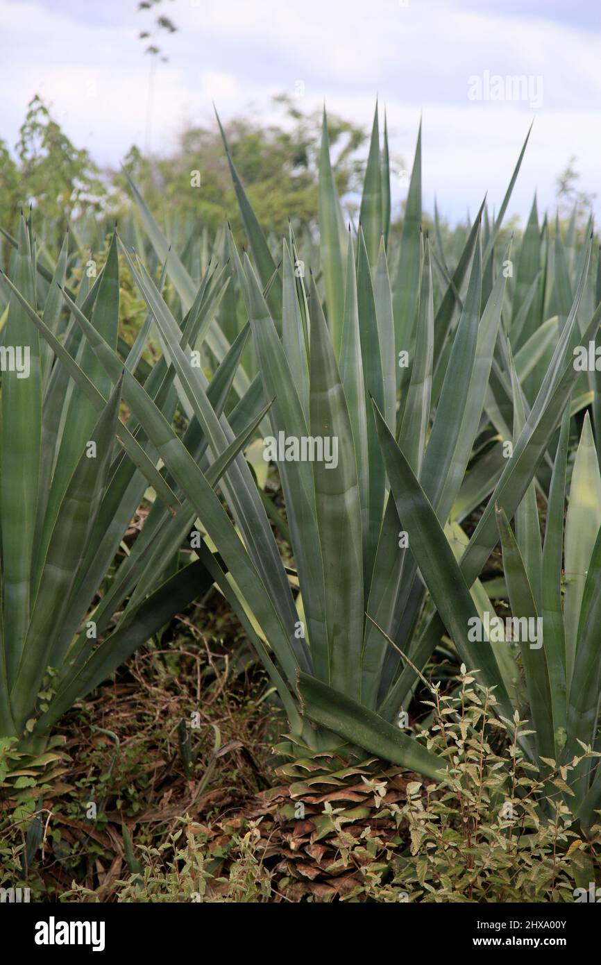 araci, bahia, brazil march 9, 2022 sisal plant agavaceae where
