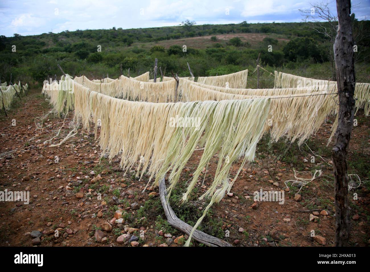 araci, bahia, brazil - march 9, 2022: drying fibers of sisal plant - agavaceae - for rope production in the city of Araci, semi-arid region of Bahia. Stock Photo