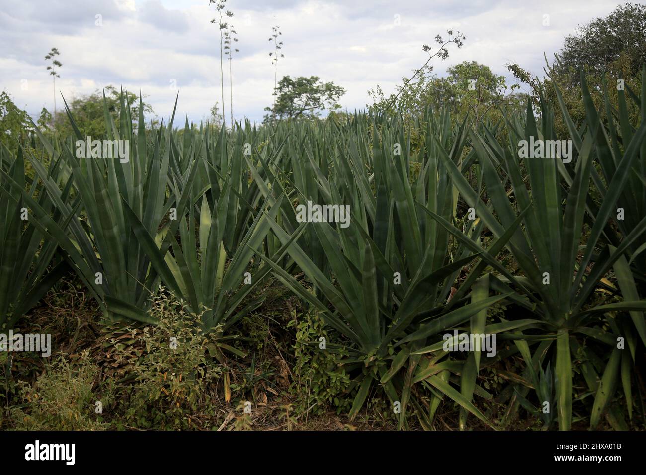 araci, bahia, brazil - march 9, 2022: sisal plant - agavaceae - where fibers are extracted for the production of ropes in the city of Araci, semi-arid Stock Photo