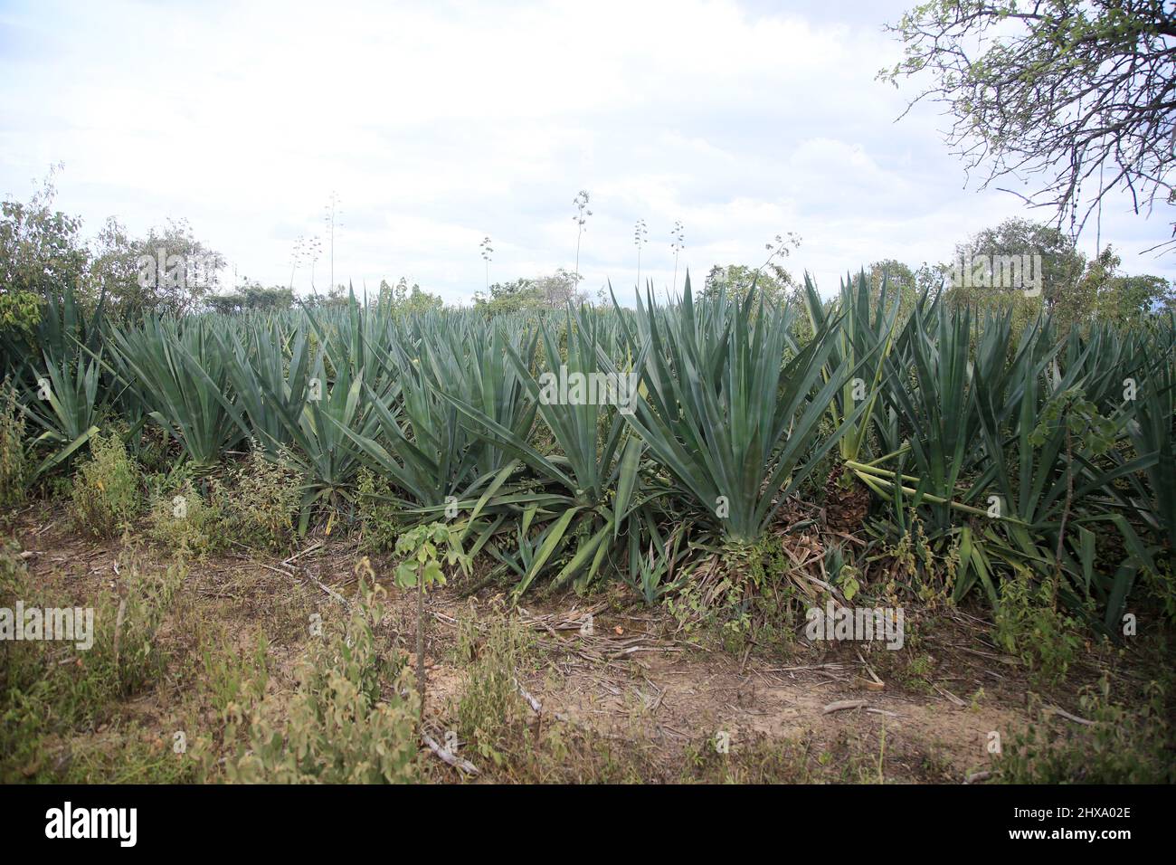 araci, bahia, brazil - march 9, 2022: sisal plant - agavaceae - where fibers are extracted for the production of ropes in the city of Araci, semi-arid Stock Photo