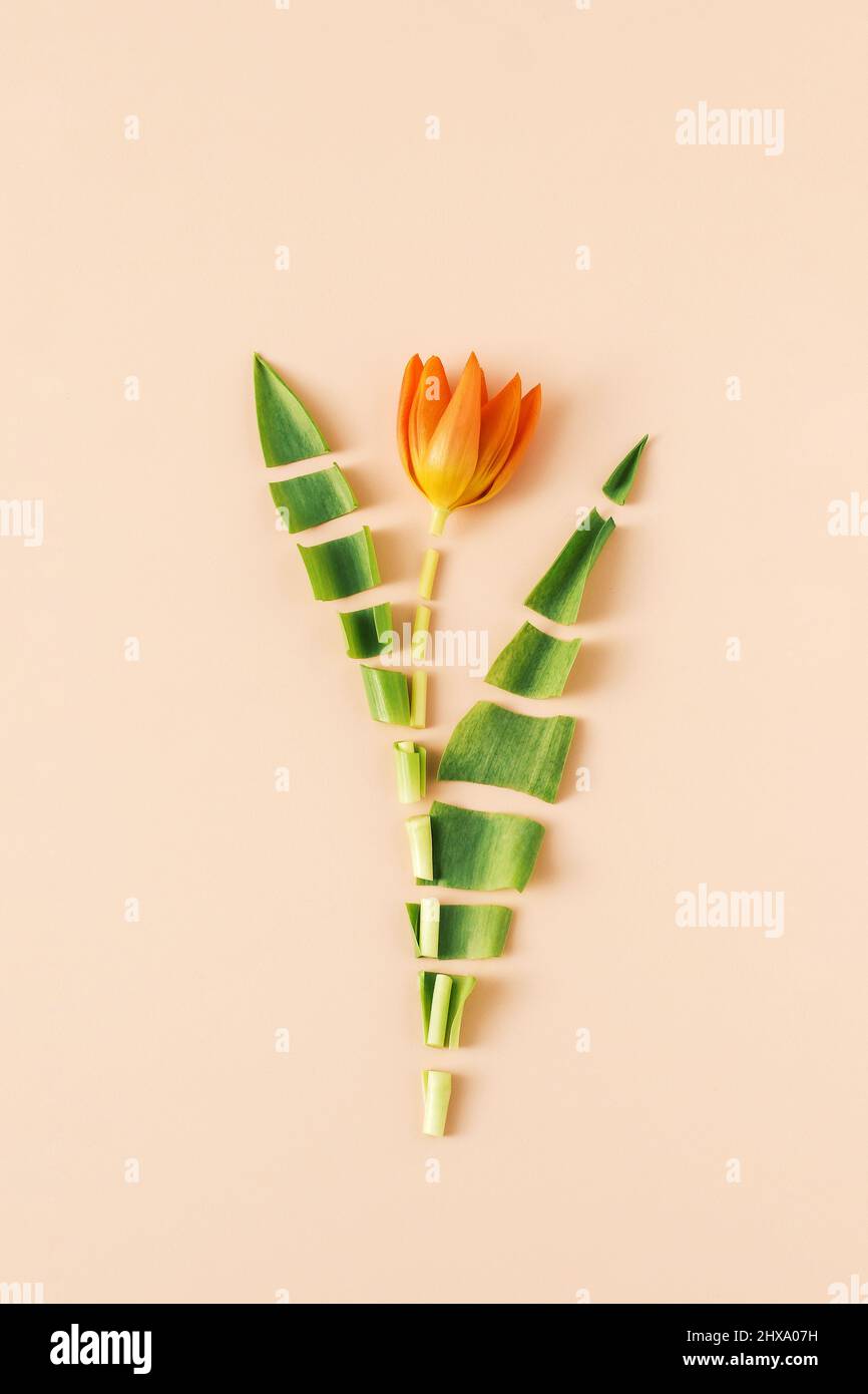 stilllife slice spring orange tulip as a spring puzzle Stock Photo