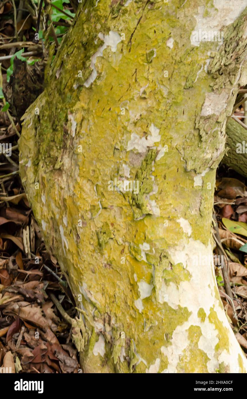 Pimento tree hires stock photography and images Alamy