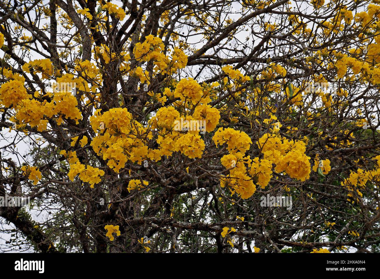 Golden trumpet tree or Yellow ipe tree (Handroanthus chrysotrichus