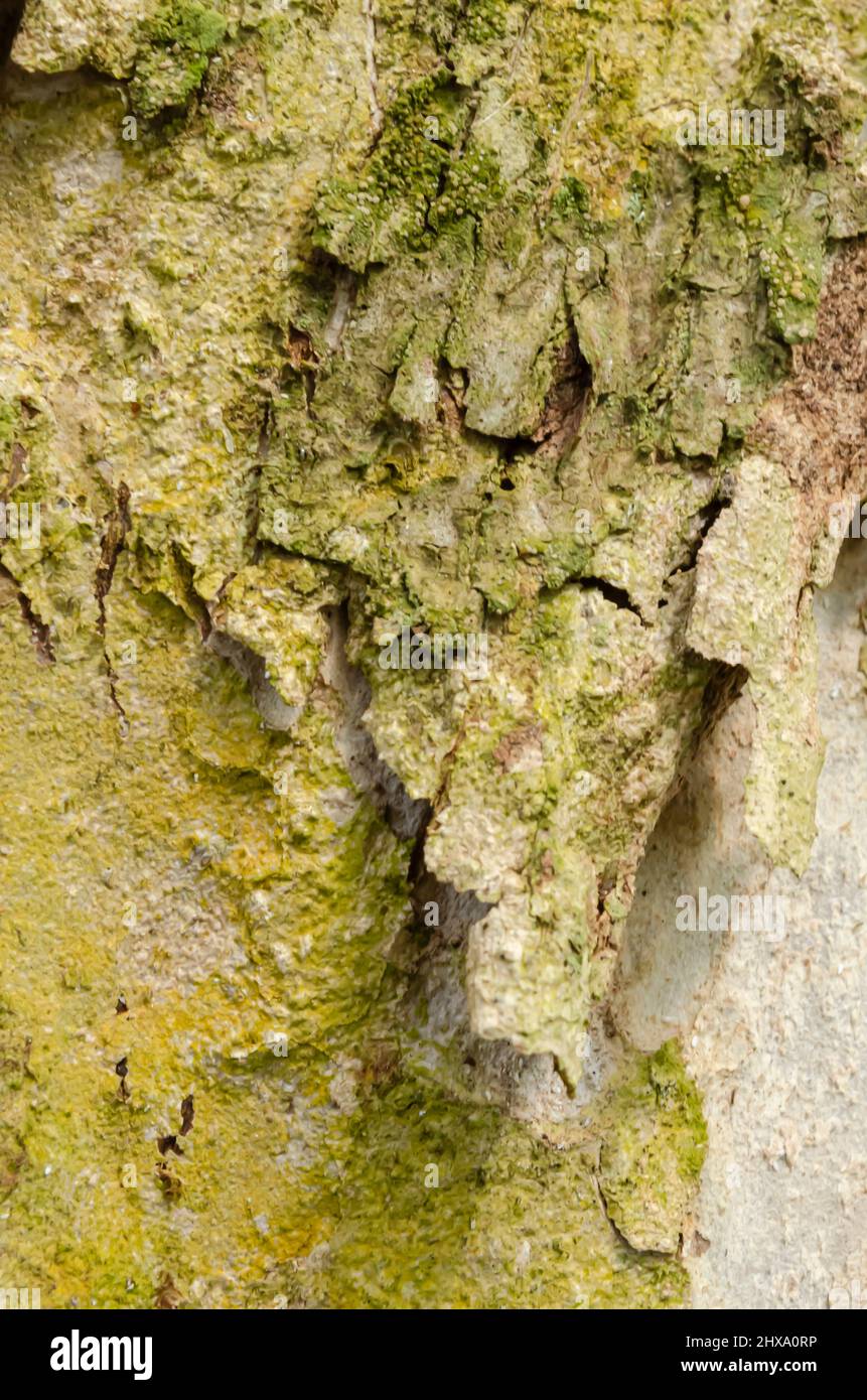 Pimento Tree Bark Texture With Moss Stock Photo Alamy