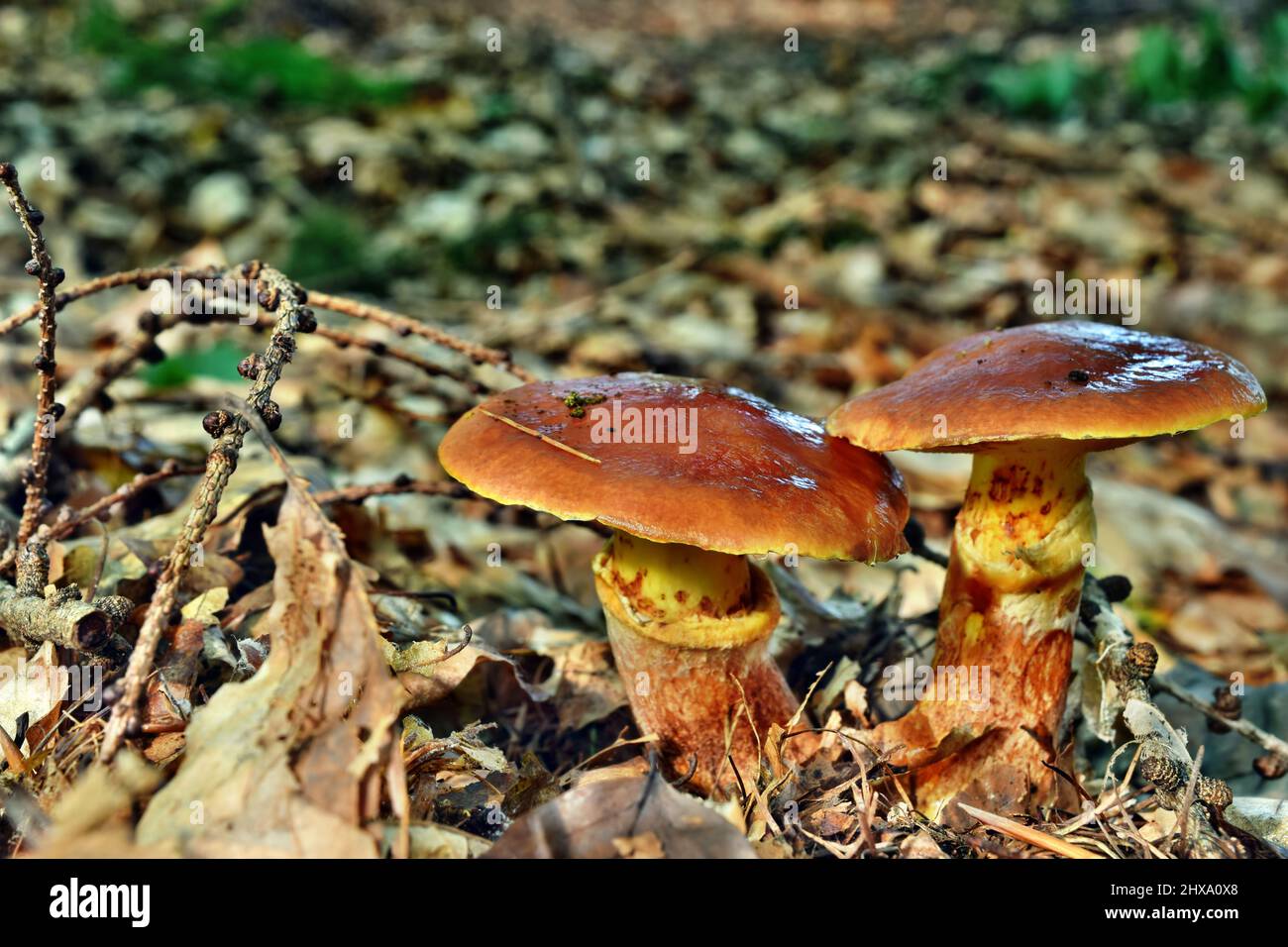 Mushroom edible suillus grevillei in the forest Stock Photo