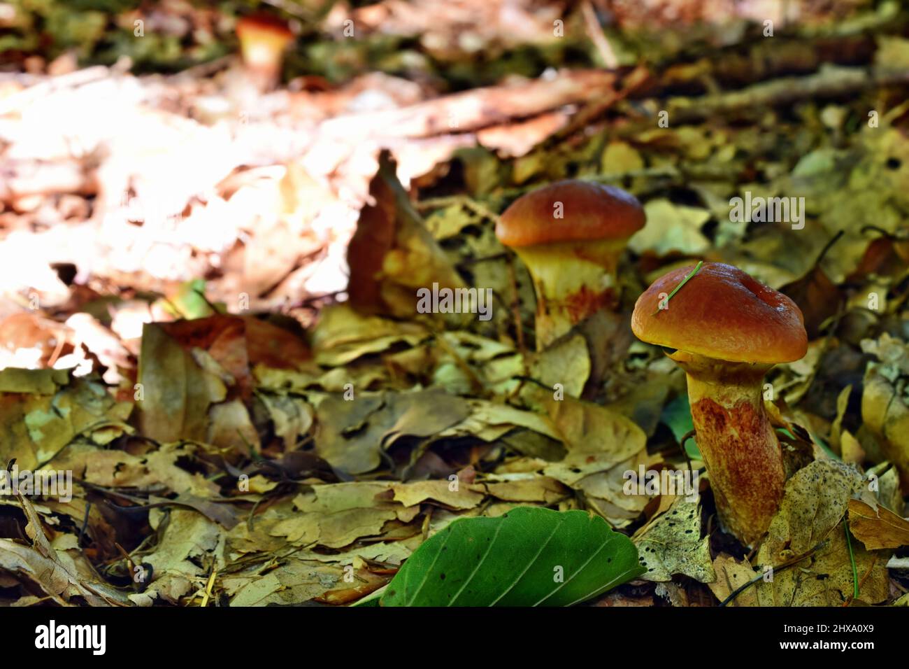 Mushroom edible suillus grevillei in the forest Stock Photo