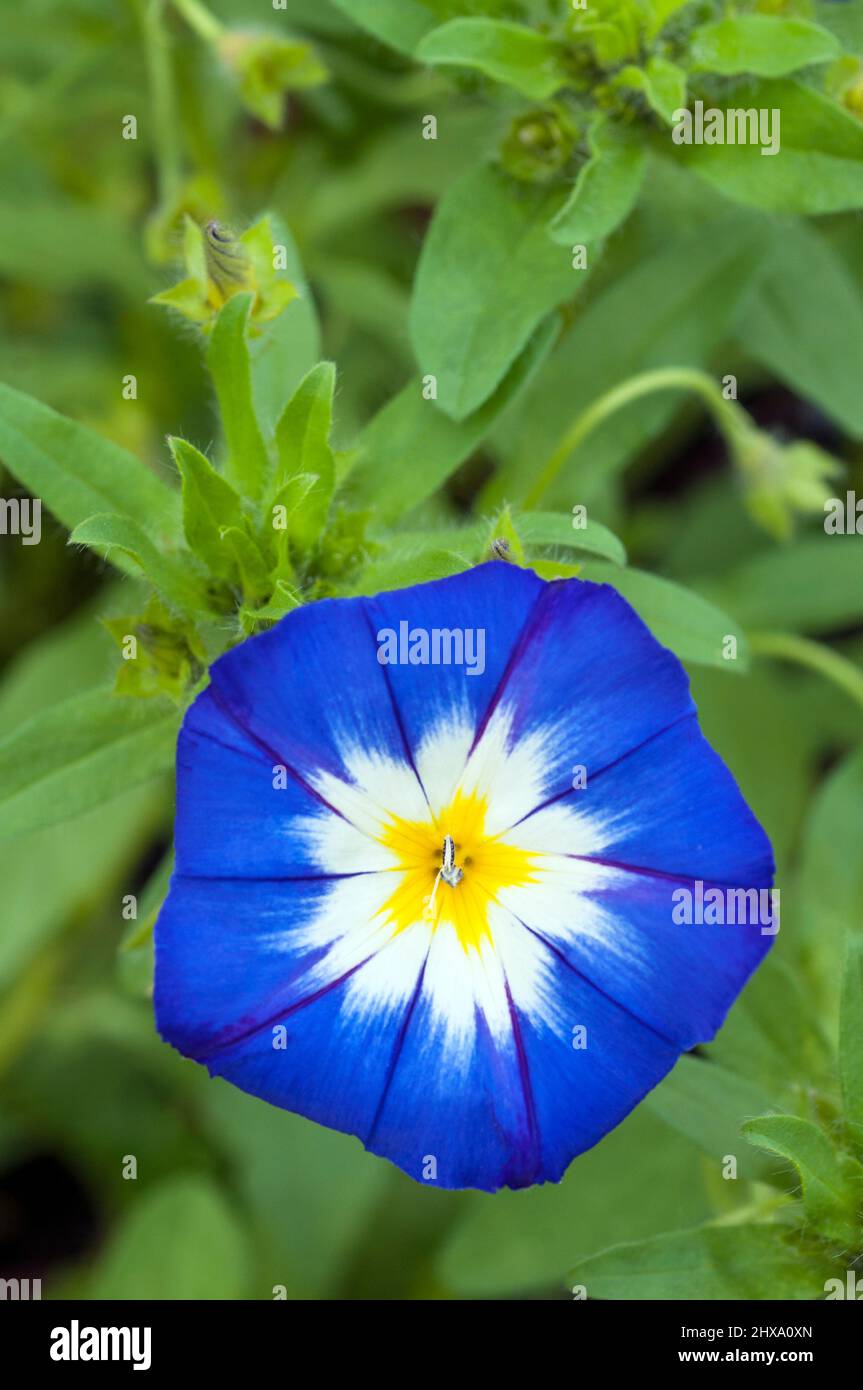 Close up of Blue and white Convolvulus Flagship a non invasive spreading annual that comes in various colours A member of the Bindweed family Stock Photo