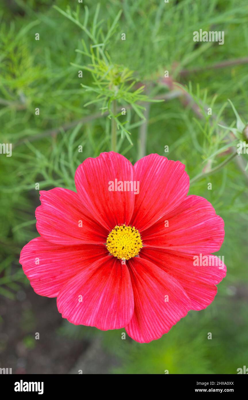 Close up of Carmine Red Cosmos Sonata flower with yellow centre set against background of feathery pinnate leaves.A summer flowering garden annual Stock Photo