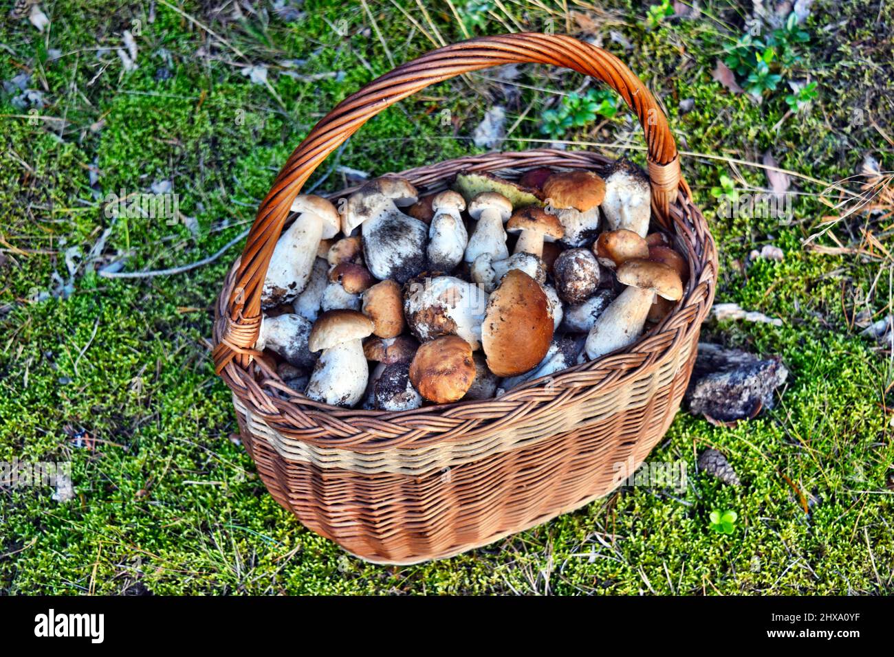 A lot of autumn mushrooms in the polish forest Stock Photo