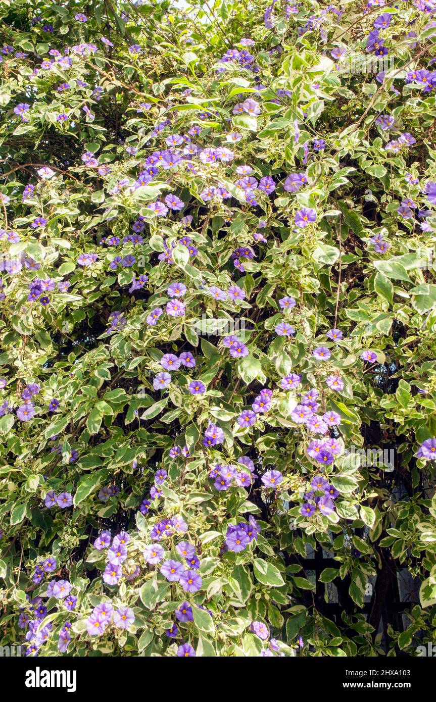 Solanum rantonneti Variegata A tall shrub with pale green & cream foliage Blue to Violet flowers frost tender semi deciduous evergreen perennial Stock Photo