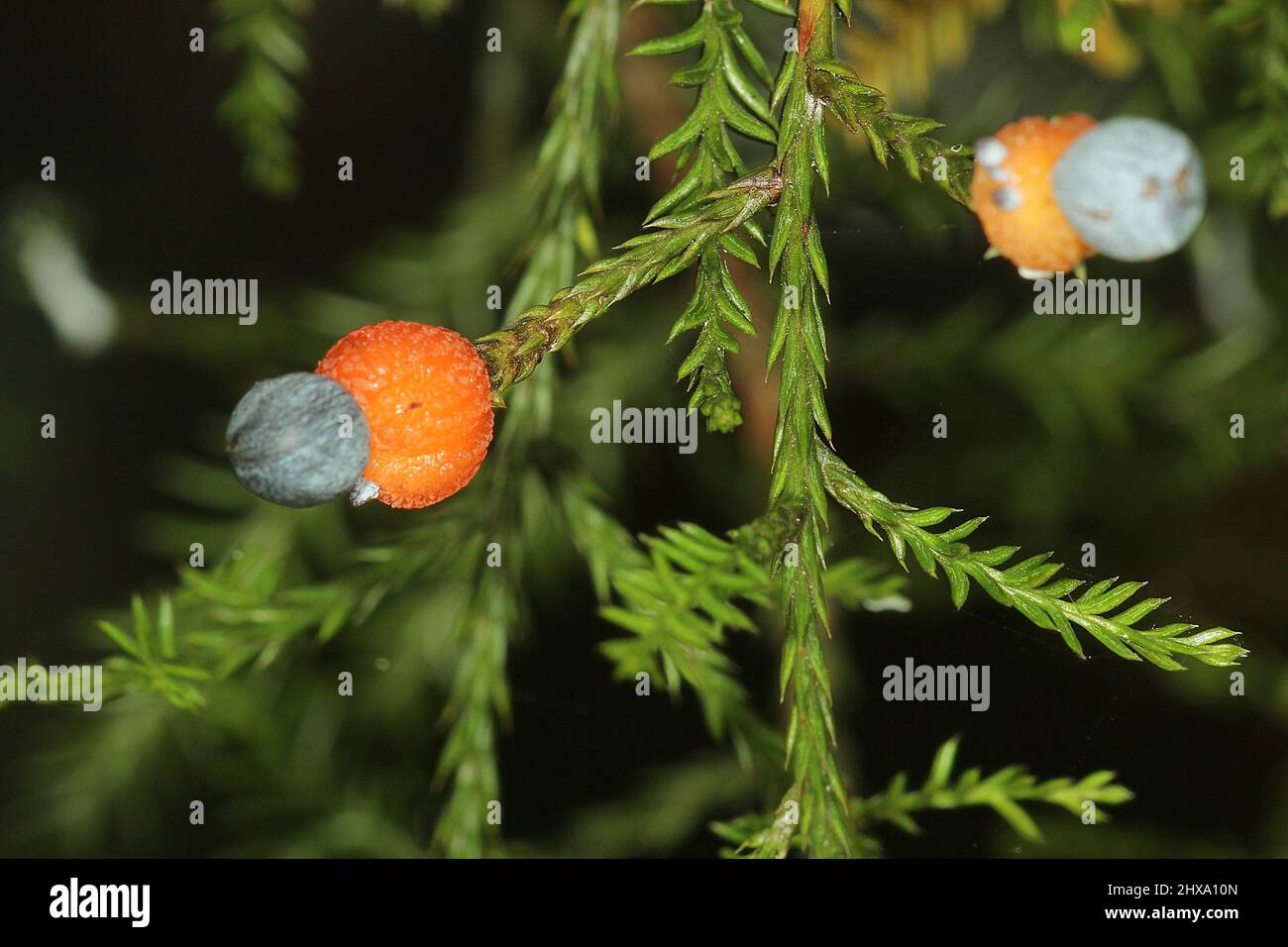Kahikatea, New Zealand white pine (Dacrycarpus dacryoides) fruiting structures Stock Photo
