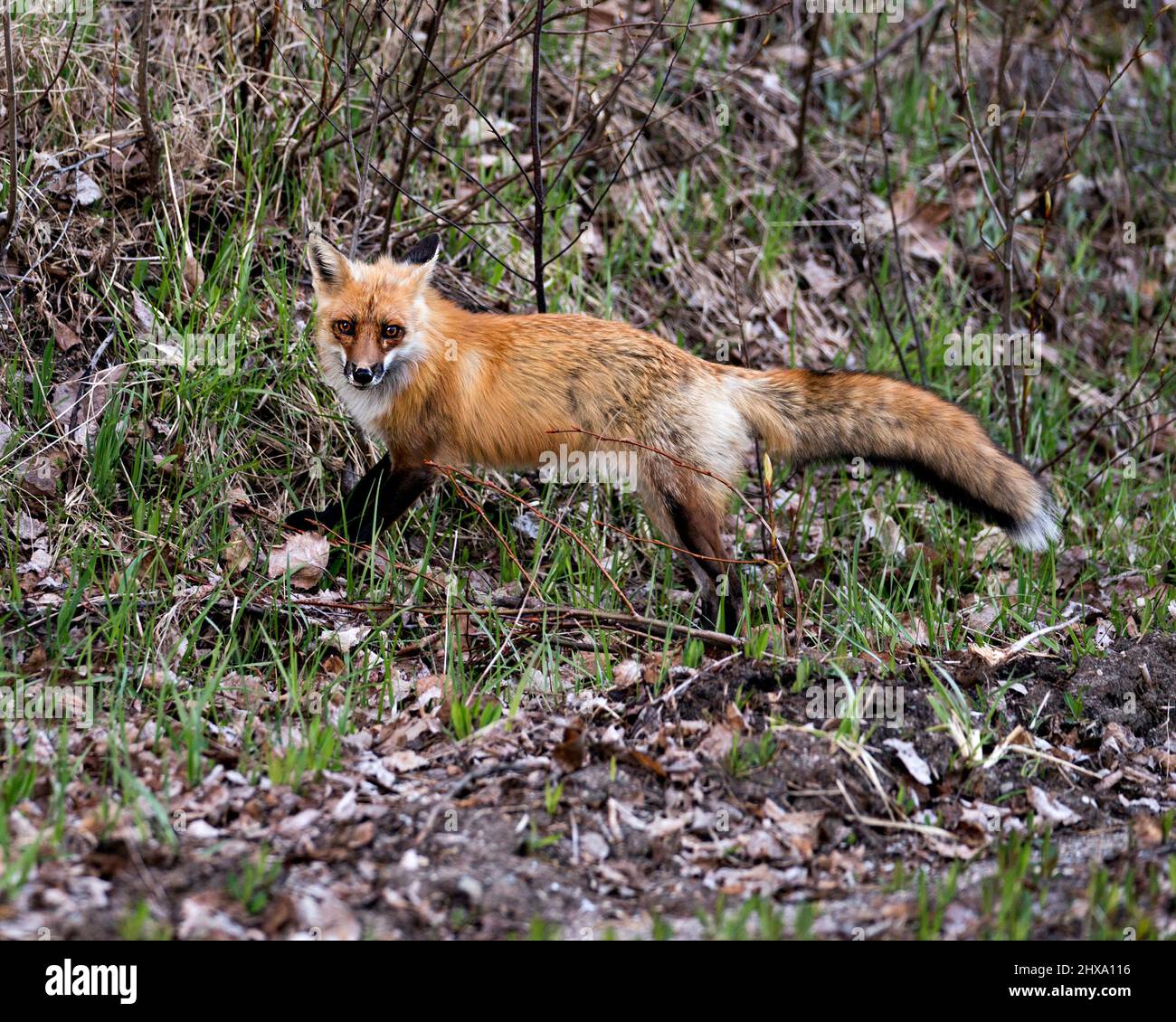 Red fox close-up profile side view looking at camera with a blur ...