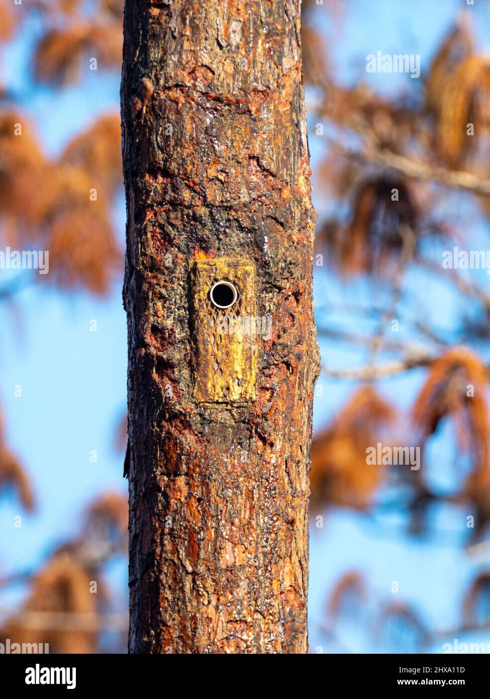red-cockaded woodpecker, Leuconotopicus borealis, nest box in the pinelands of Floral city, Florida Stock Photo
