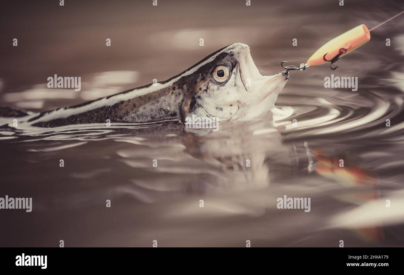Close up fishing rod reel hi-res stock photography and images - Page 20 -  Alamy