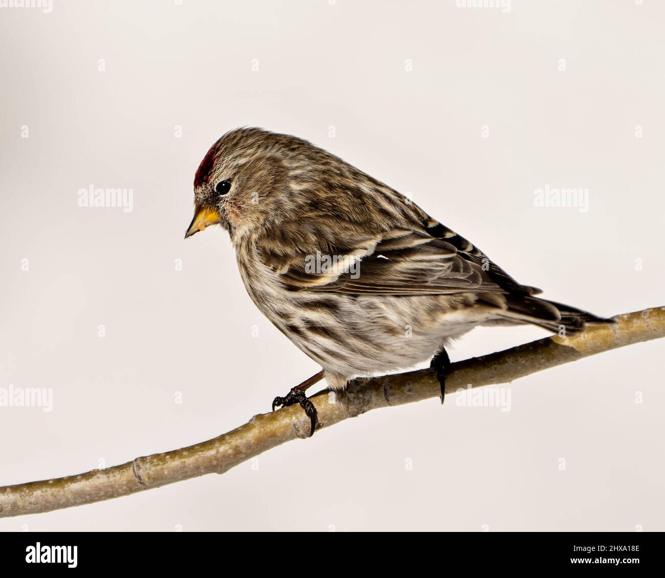 Red Poll bird perched with a blur white background in the forest in its