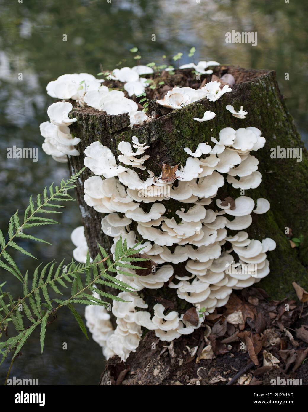Mushrooms patch on a dead timber tree with blur foliage background and insect in its environment and habitat surrounding. White Fungus Portrait. Stock Photo