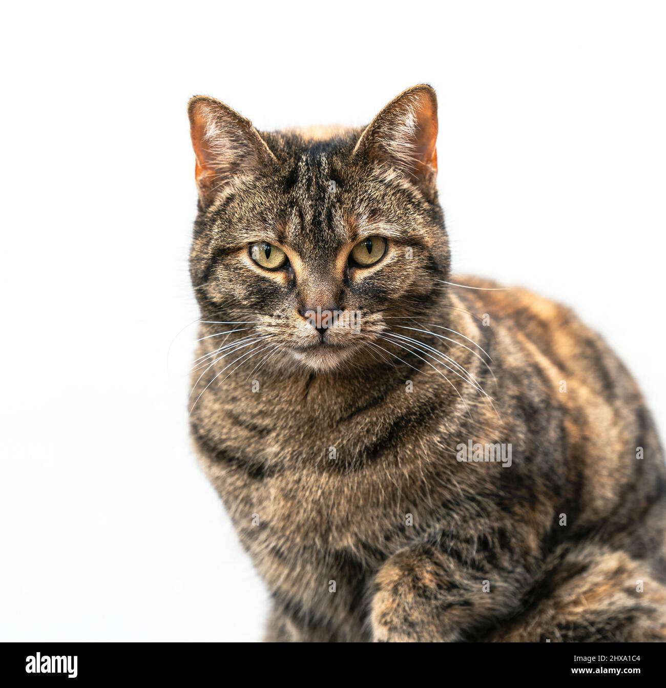 Tabby coat hi-res stock photography and images - Alamy