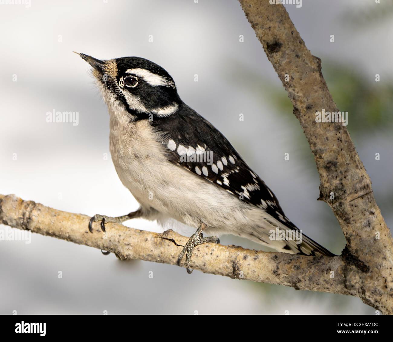Woodpecker Downy female on a tree branch with a white background in its environment and habitat surrounding displaying white and black feather plumage Stock Photo