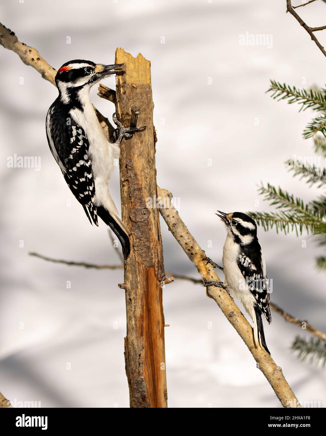 Woodpecker Hairy couple on a tree branch with a white background in their environment and habitat surrounding displaying white and black feather. Stock Photo