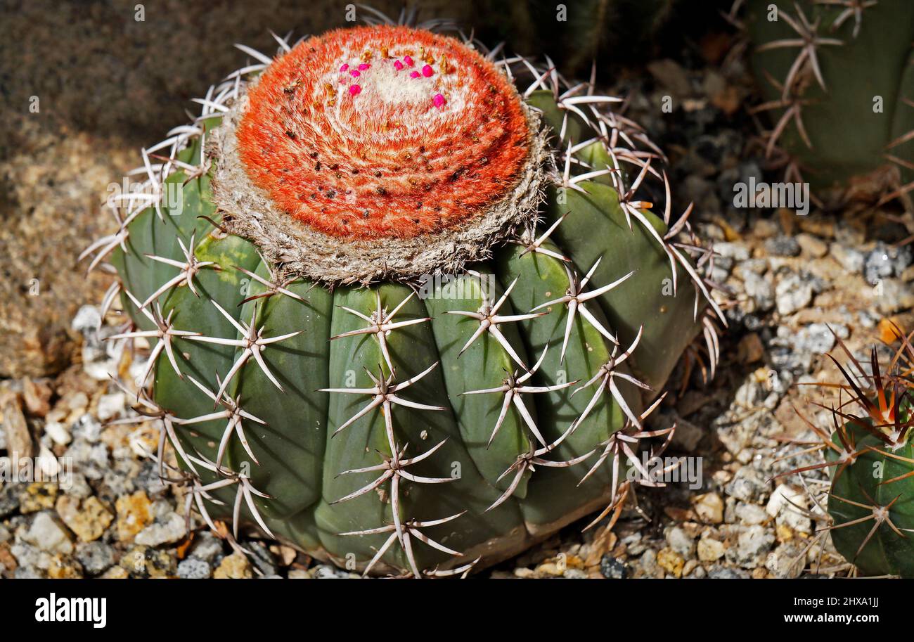 Cactus on desert garden (Melocactus zehntneri), Rio de Janeiro, Brazil Stock Photo