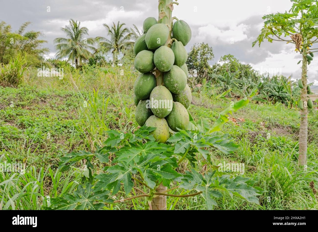 A papaya tree is packed with fruits that are covered with white fungal disease of the asperisperium caricae. Stock Photo