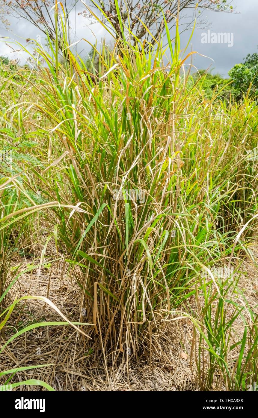 Cluster Of Guinea Grass In A Field Stock Photo Alamy