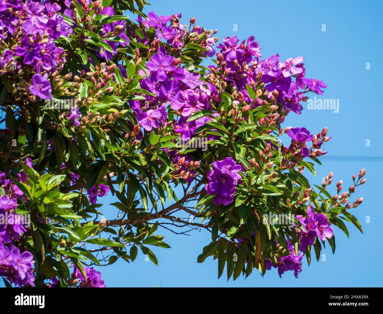 Brilliant vibrant purple Tibouchina Alstonville plant flowers on a bush flowering in the sun, blue sky, sub tropical Australian Coastal Garden Stock Photo