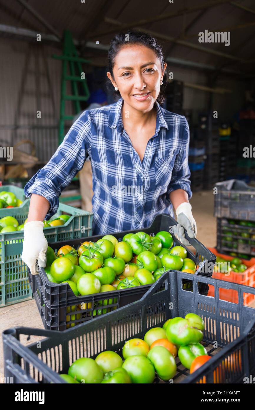 Woman gardener sorting green tomatoes in warehouse Stock Photo