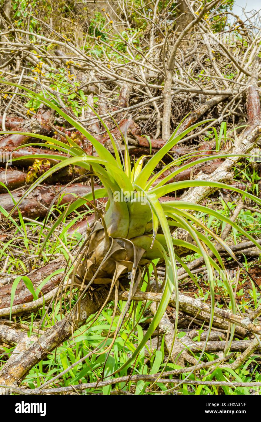 Caribbean pine jamaica hi-res stock photography and images - Alamy