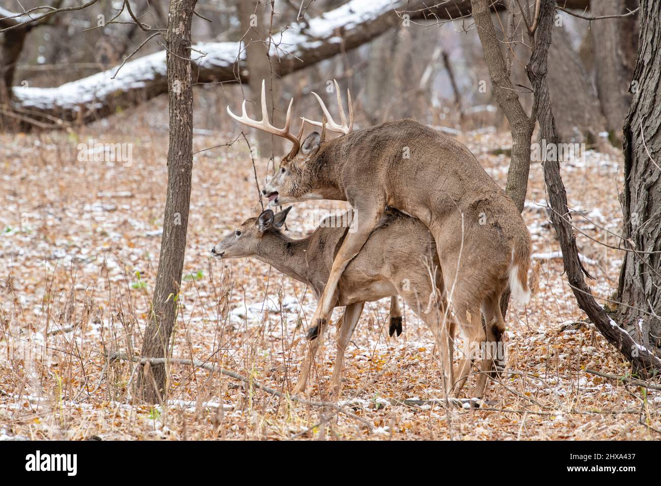 White-tailed deer (Odocoileus virginianus) buck mating with a doe, Autumn, rutting season, E North America, by Dominique Braud/Dembinsky Photo Assoc Stock Photo