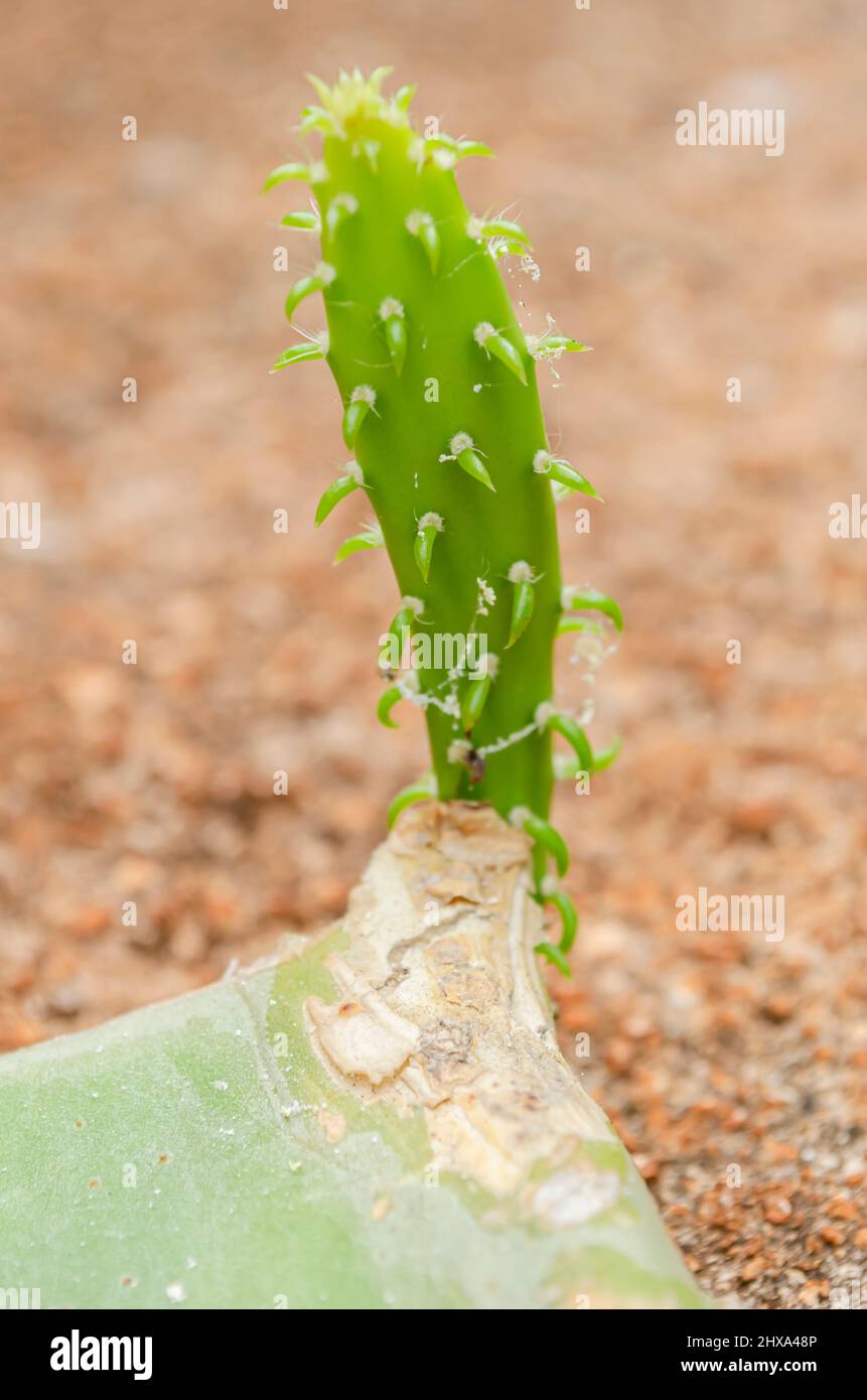 Young Cactus Leaf Stock Photo