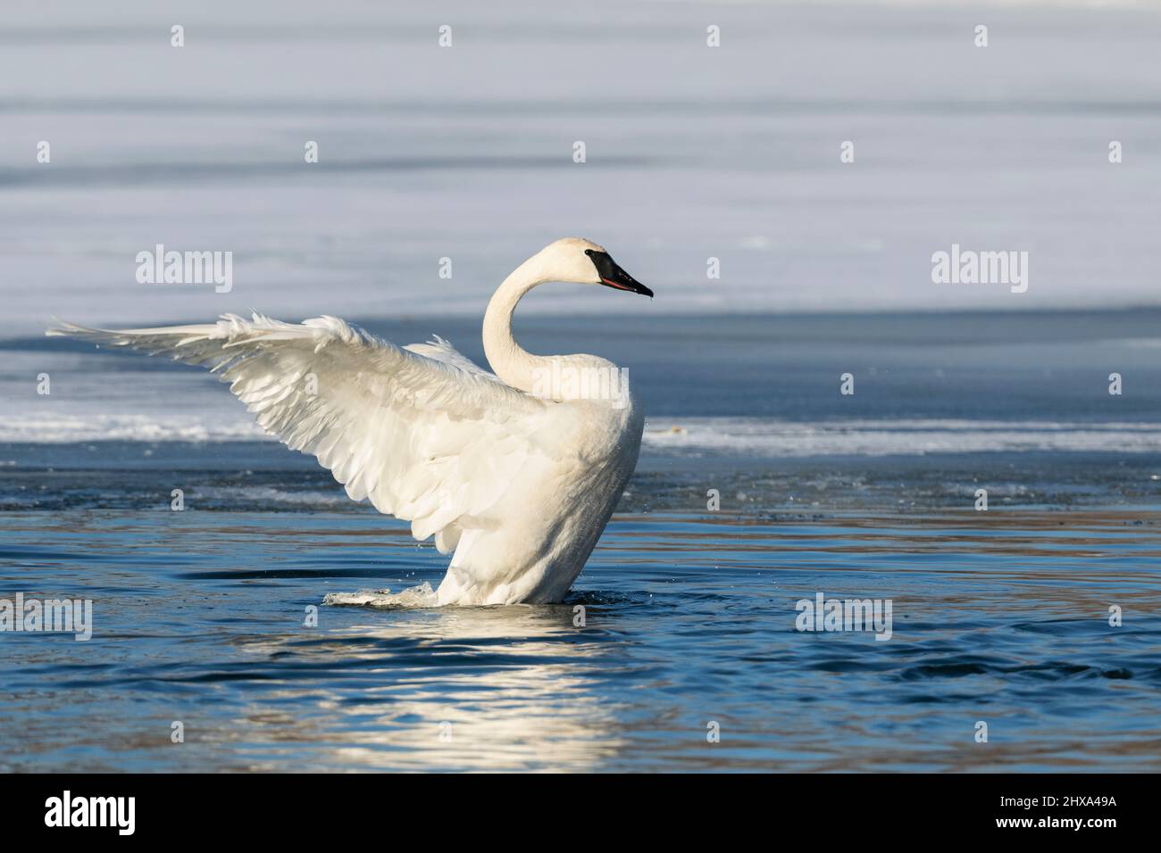 Trumpeter swan (Cygnus buccinator) stretching wings, St Croix river, Winter, WI, USA, by Dominique Braud/Dembinsky Photo Assoc Stock Photo