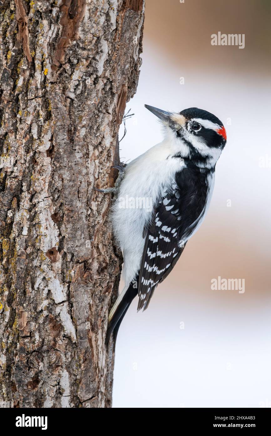 Downy Woodpecker foraging for wood on tree, Winter, E N America, by Dominique Braud/Dembinsky Photo Assoc Stock Photo