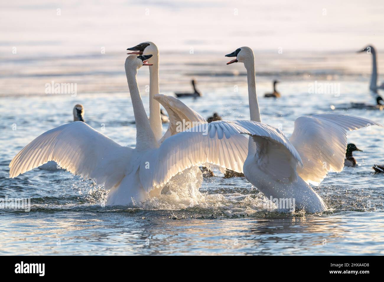 Trumpeter swan bonded pair interacting (Cygnus buccinator). St. Croix river, WI, USA, by Dominique Braud/Dembinsky Photo Assoc Stock Photo
