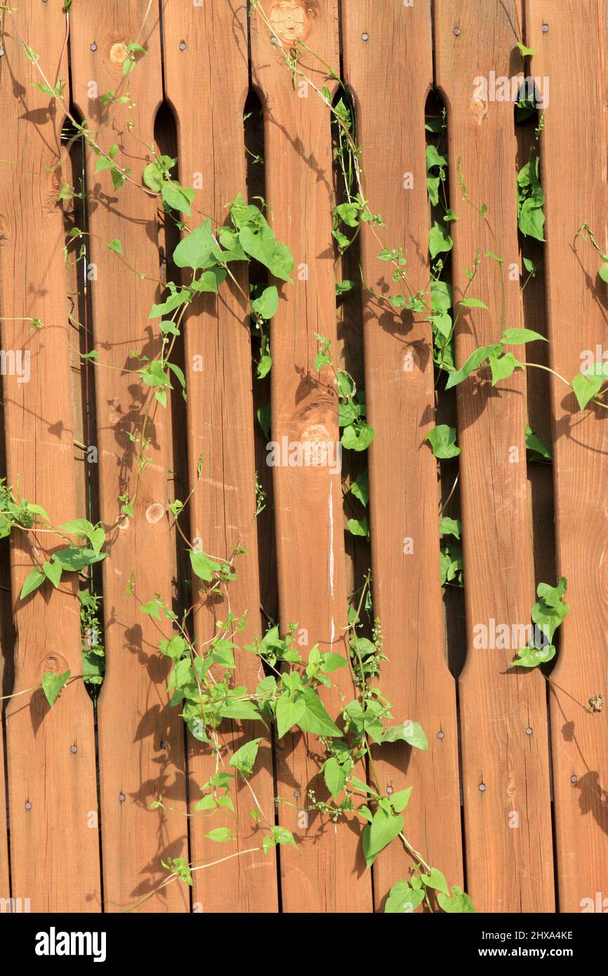The sunny wooden fence with a grass as background Stock Photo - Alamy
