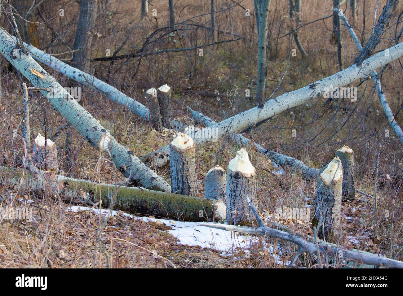 Beaver chewed Aspen trees in forest. The tree trunks were felled by the animals in autumn for a winter food supply. Populus tremuloides Stock Photo