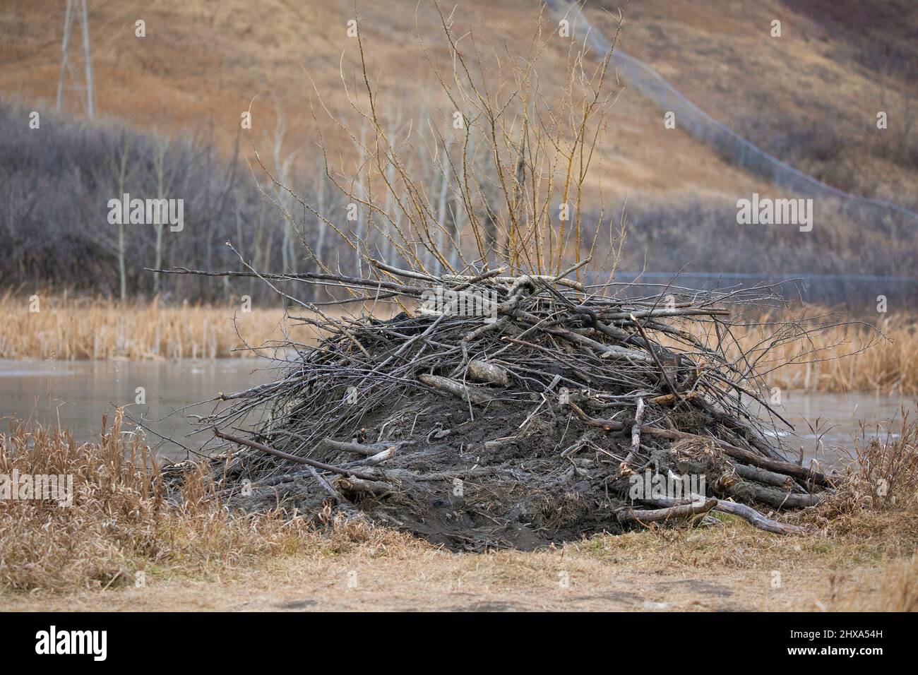 Beaver lodge made of mud and tree branches on land at the edge of a stormwater pond in city Stock Photo