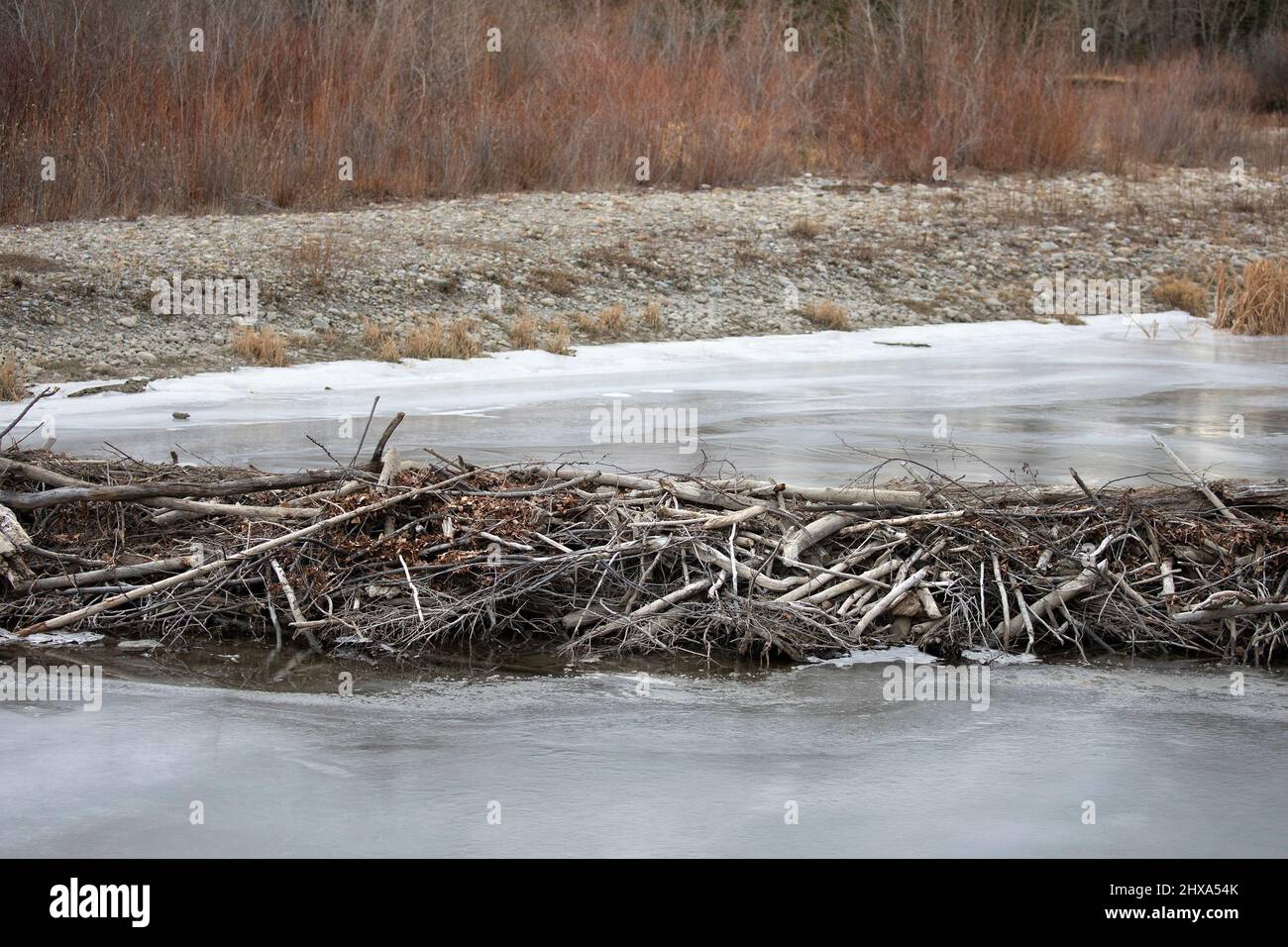 Beaver dam across frozen stream in winter Stock Photo