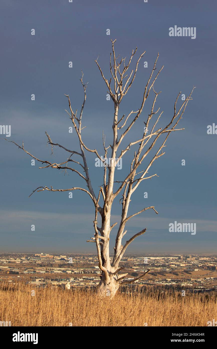Dead tree against blue sky overlooking city. Stock Photo