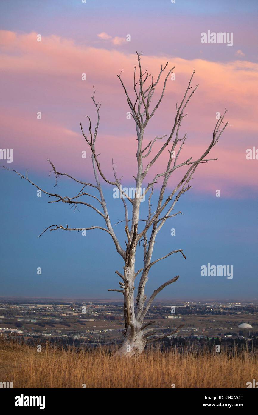 Dead tree against sky overlooking city. Stock Photo