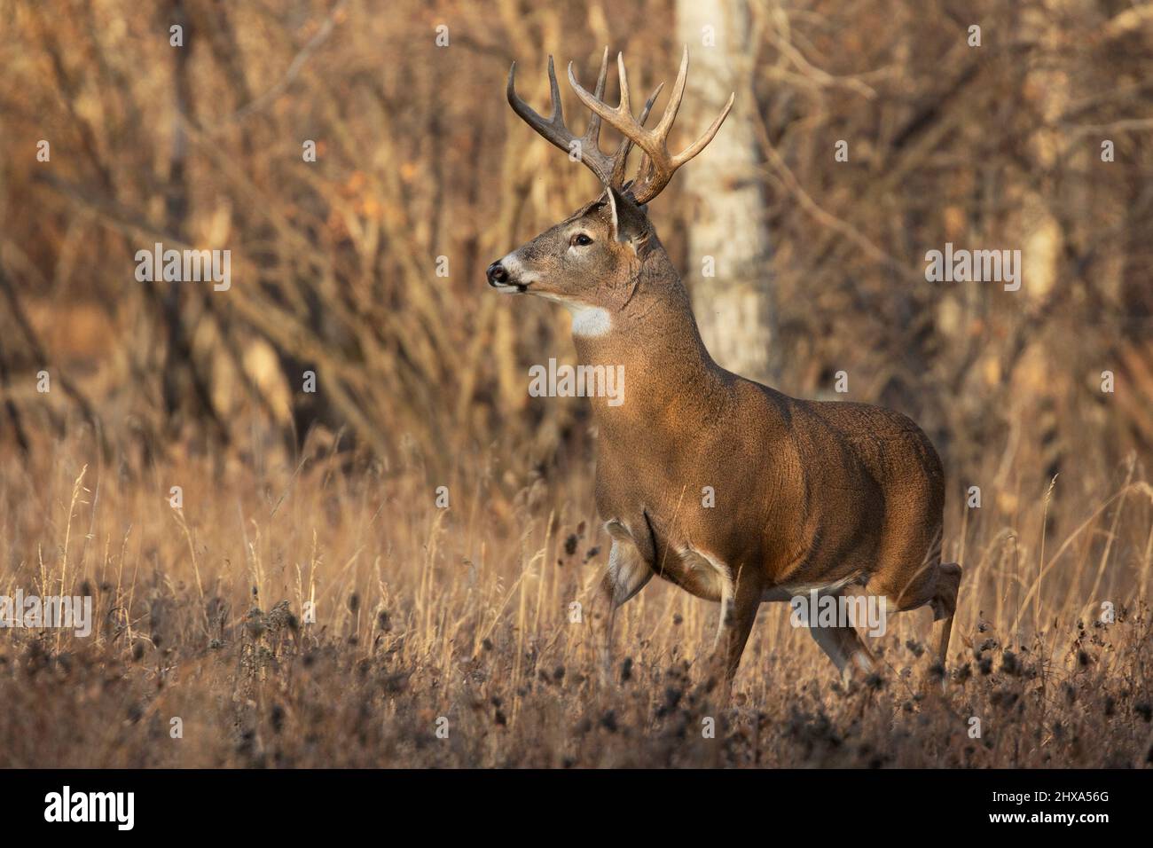 White-tailed deer buck running through forest searching for females during the rut.  Odocoileus virginianus Stock Photo