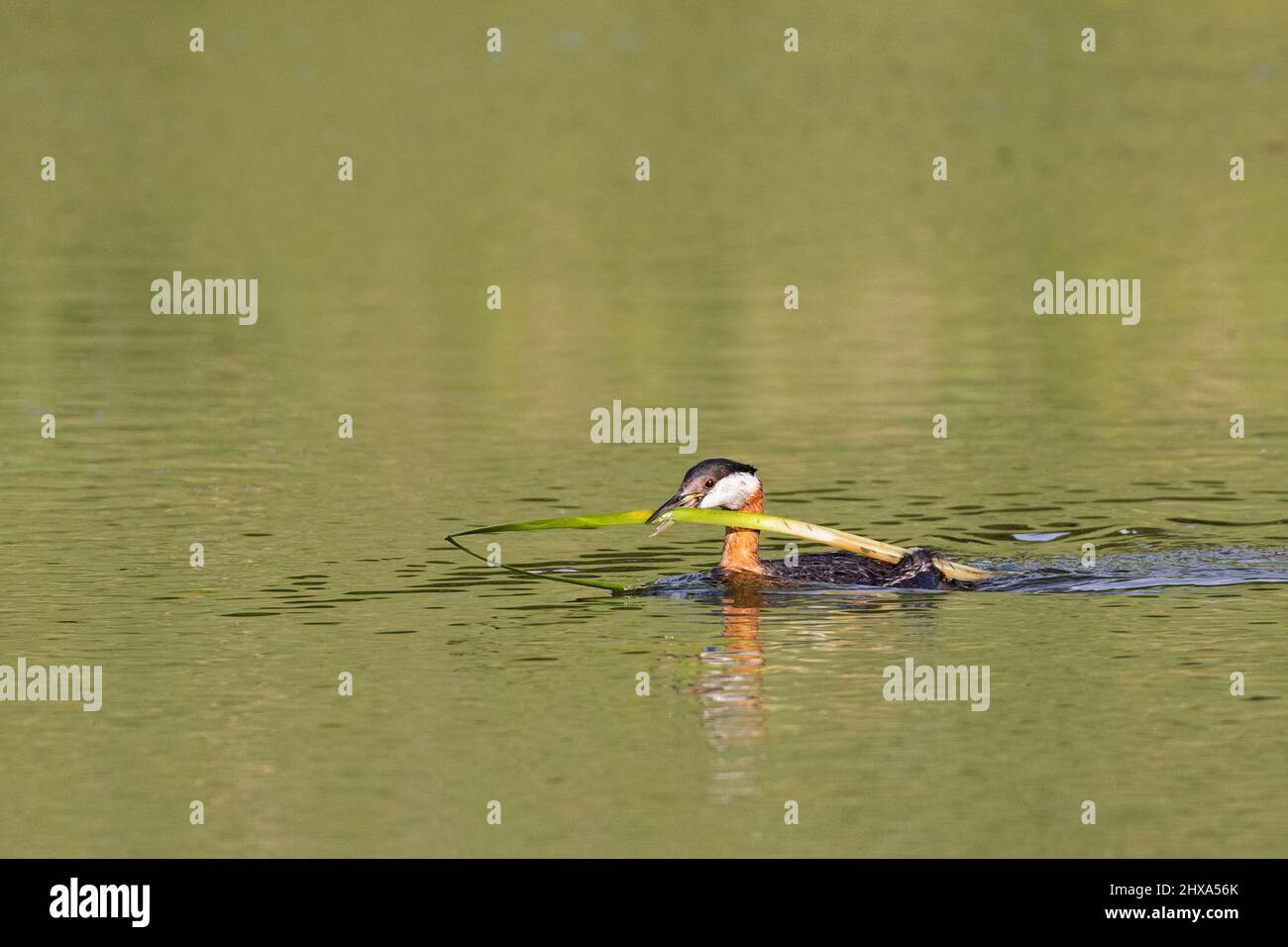 Red-necked Grebe swimming through a pond and carrying a cattail leaf in its bill for nesting material. Podiceps grisegena. Stock Photo