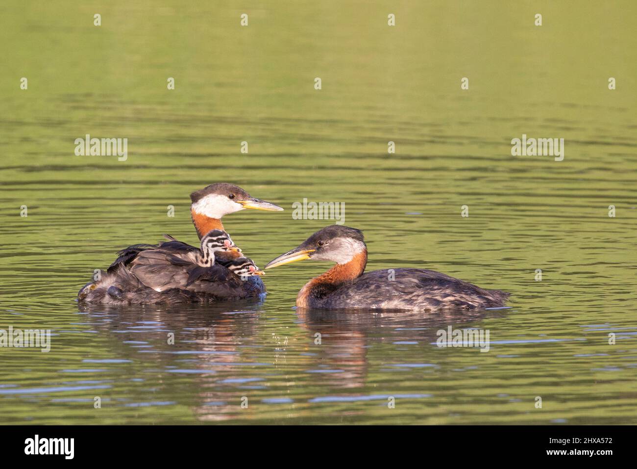 Pair of Red-necked Grebes with two chicks riding on a parent's back in a pond in Fish Creek Provincial Park, Calgary, Canada. Podiceps grisegena Stock Photo