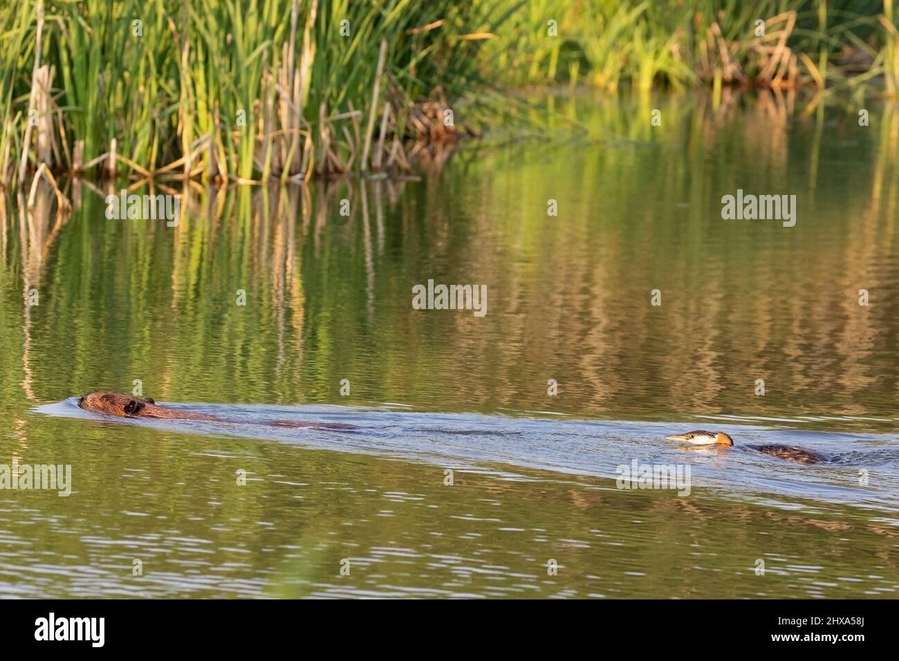 Red-necked Grebe chasing a beaver away from the bird's nest and out of its territory in a pond. Podiceps grisegena Stock Photo